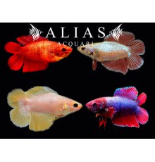 Betta splendens female Double Tail