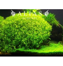 Hemianthus micranthemoides