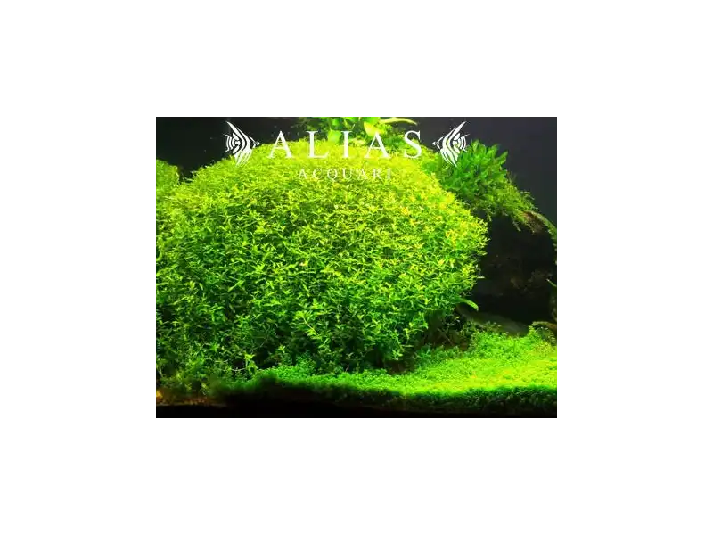 Hemianthus micranthemoides