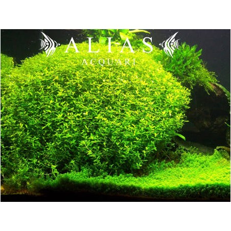 Hemianthus micranthemoides