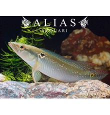 Crenicichla lepidota