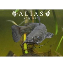 Ameiurus nebulosus