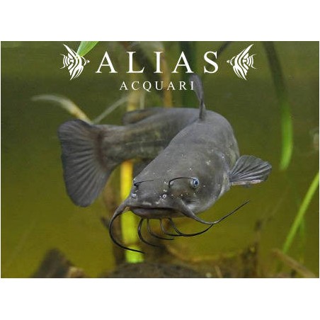 Ameiurus nebulosus