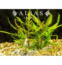 Staurogyne sp. Bihar