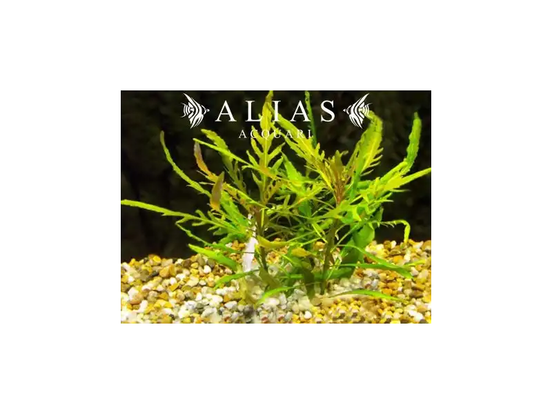 Staurogyne sp. Bihar