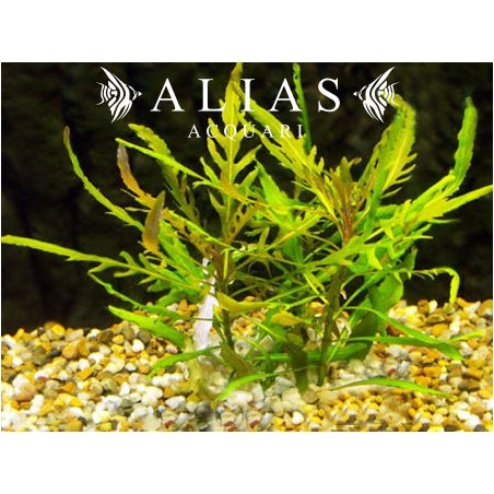Staurogyne sp. Bihar