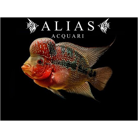 Cichlasoma flowerhorn