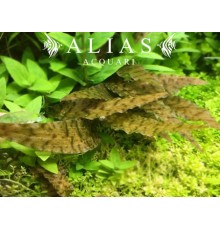 Cryptocoryne axelrodii