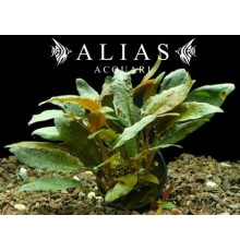 Cryptocoryne wendtii Tropica
