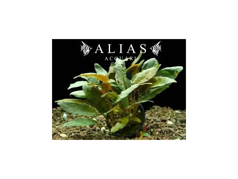 Cryptocoryne wendtii Tropica