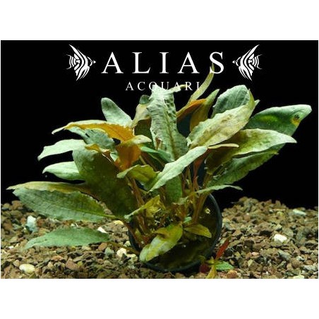 Cryptocoryne wendtii Tropica