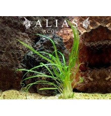 Cryptocoryne retrospiralis