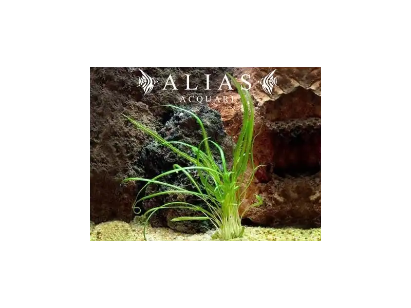 Cryptocoryne retrospiralis