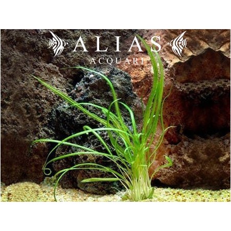 Cryptocoryne retrospiralis