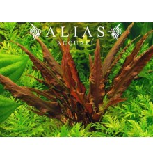 Cryptocoryne wendtii Brown