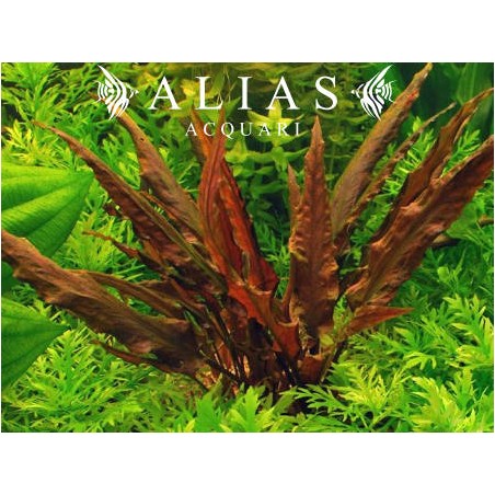 Cryptocoryne wendtii Brown