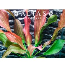 Echinodorus sp. Hot Pepper