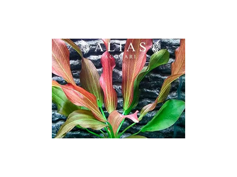 Echinodorus sp. Hot Pepper