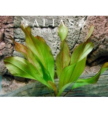 Echinodorus sp. Frans Stoffels
