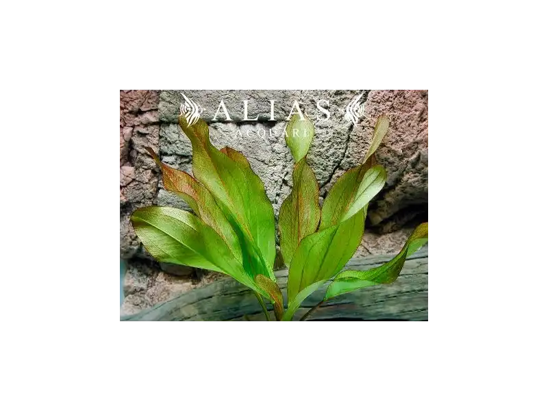 Echinodorus sp. Frans Stoffels