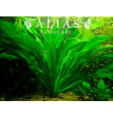 Echinodorus uruguyanensis | Pianta acquatica per acquari | Alias Acquari