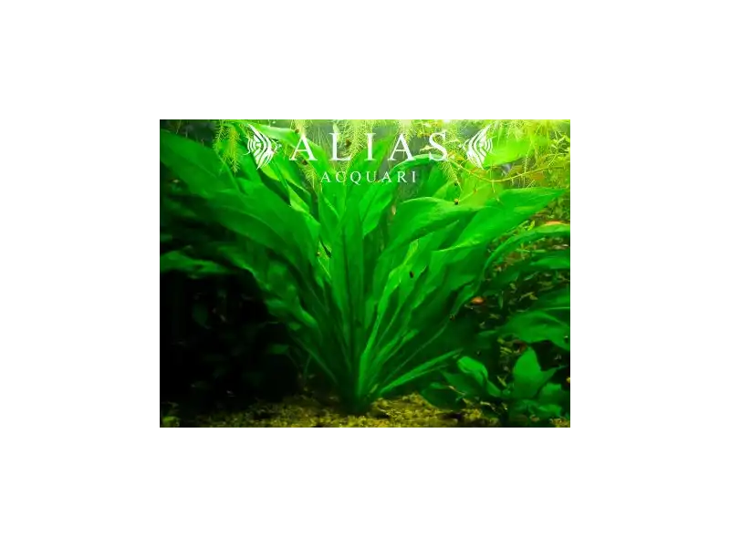 Echinodorus uruguyanensis | Pianta acquatica per acquari | Alias Acquari