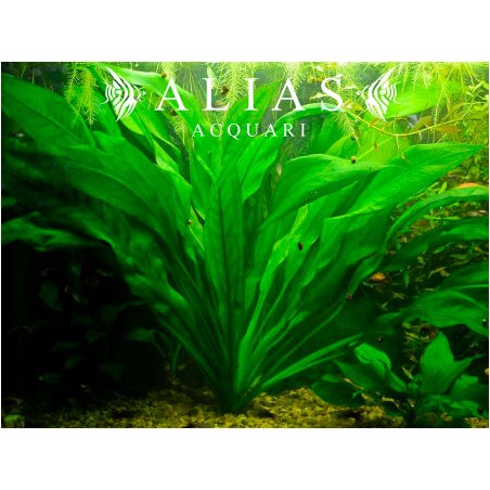 Echinodorus uruguyanensis | Pianta acquatica per acquari | Alias Acquari