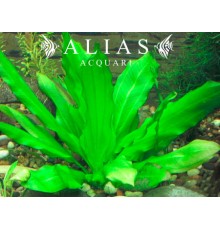 Echinodorus major