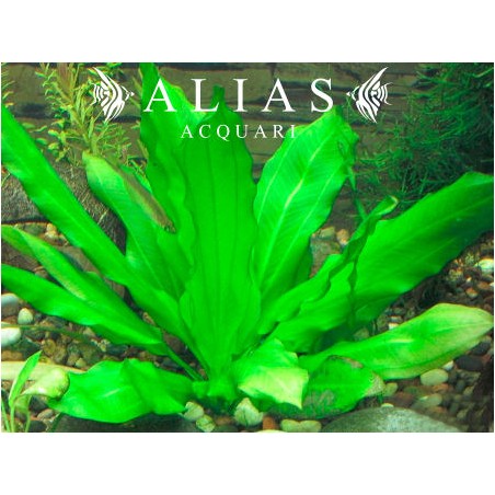 Echinodorus major