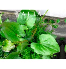 Echinodorus macrophyllus