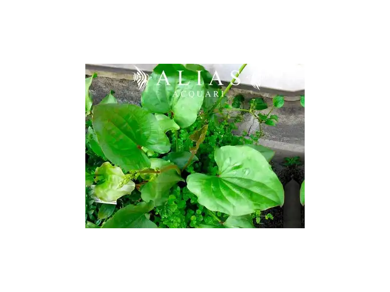 Echinodorus macrophyllus