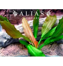 Echinodorus sp. Rose
