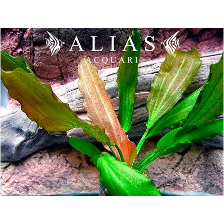 Echinodorus sp. Rose