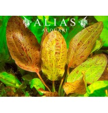 Echinodorus Ozelot Red