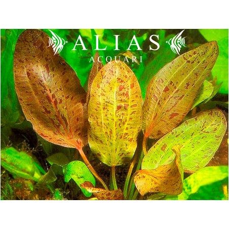 Echinodorus Ozelot Red