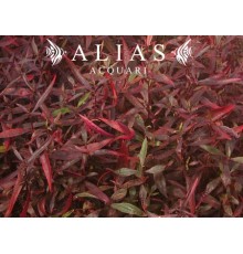 Hygrophila sp. Red