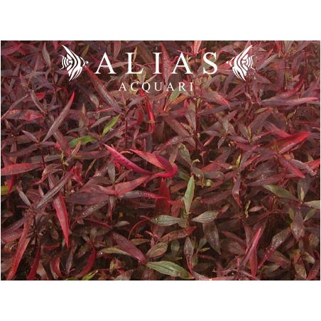 Hygrophila sp. Red