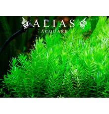 Rotala rotundifolia green