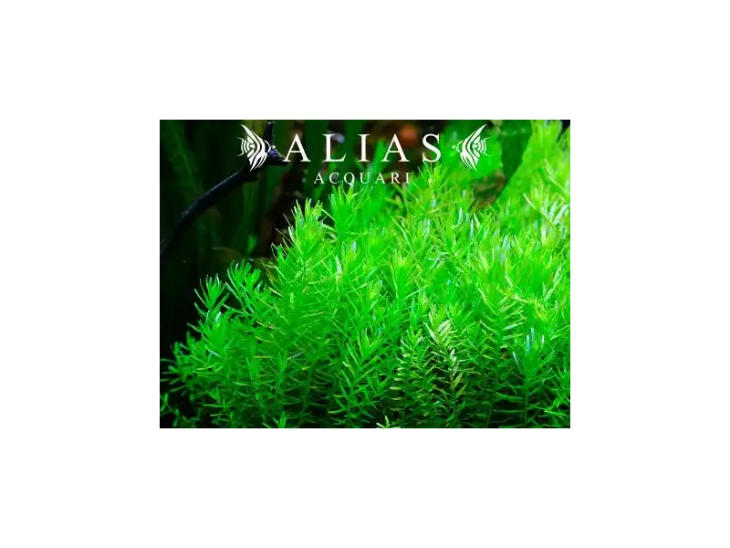 Rotala rotundifolia green