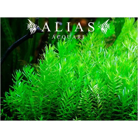 Rotala rotundifolia green