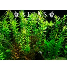 Rotala Indica