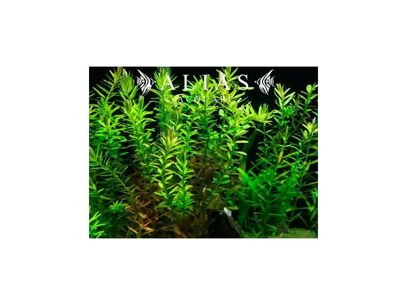 Rotala Indica
