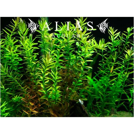 Rotala Indica