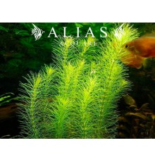 Rotala sp. Nanjenshan