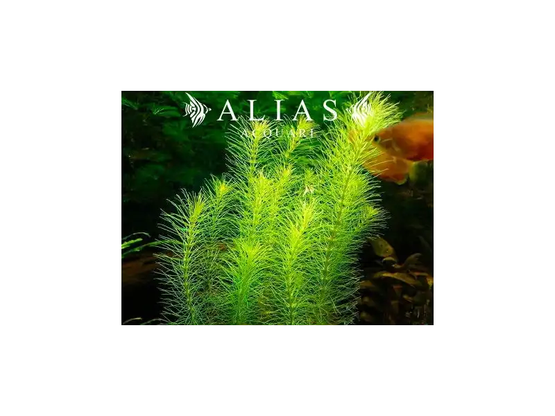 Rotala sp. Nanjenshan