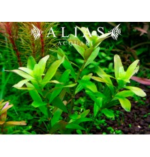 Rotala sp. Ceylon