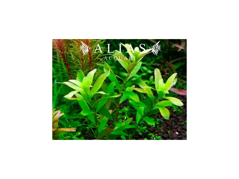Rotala sp. Ceylon