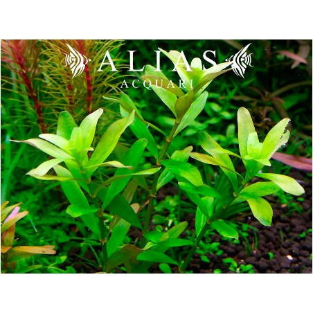 Rotala sp. Ceylon