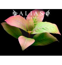 Hygrophila corymbosa «Cherry Leaf»