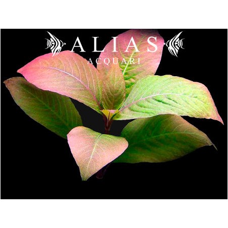 Hygrophila corymbosa «Cherry Leaf»